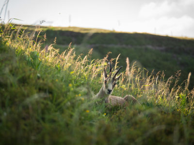 Chamois des Hautes Vosges dans une prairie d'altitude
