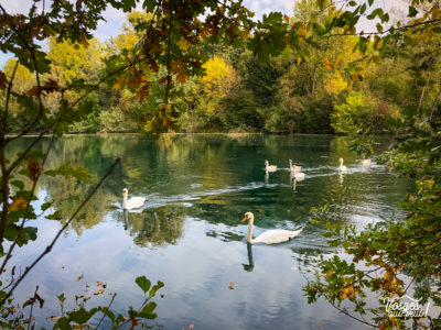 Des cygnes sur l'étang du Karpfenloch