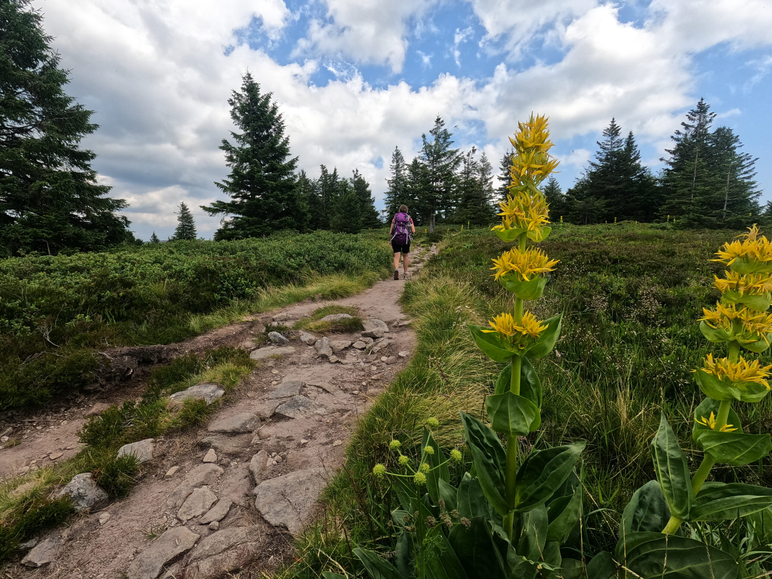 Randonneuse sur les chaumes des Vosges